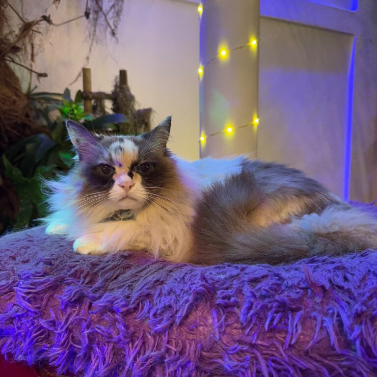 Sisivalentina