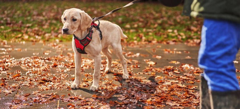 Adiestramiento canino: ¿sabes cómo educar a tu mascota?