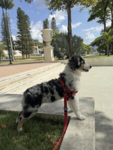 NalaAussie