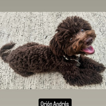 OrionAndres