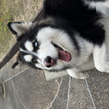 Kira