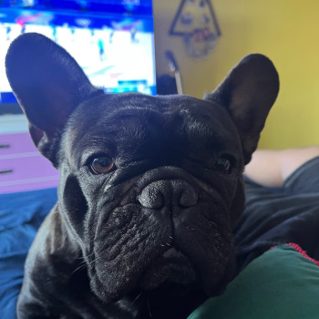 Junior