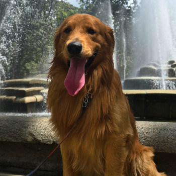 Simba