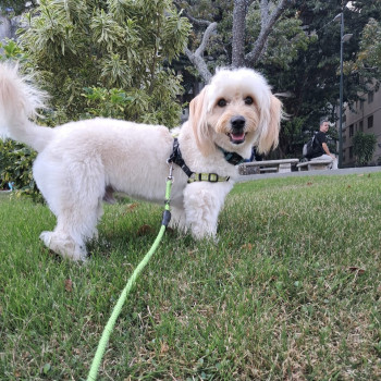 Oddie