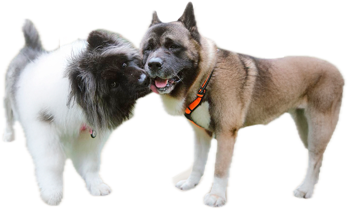 Dos perros Akita jugando juntos