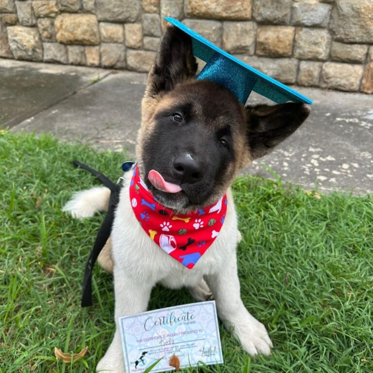 Koda