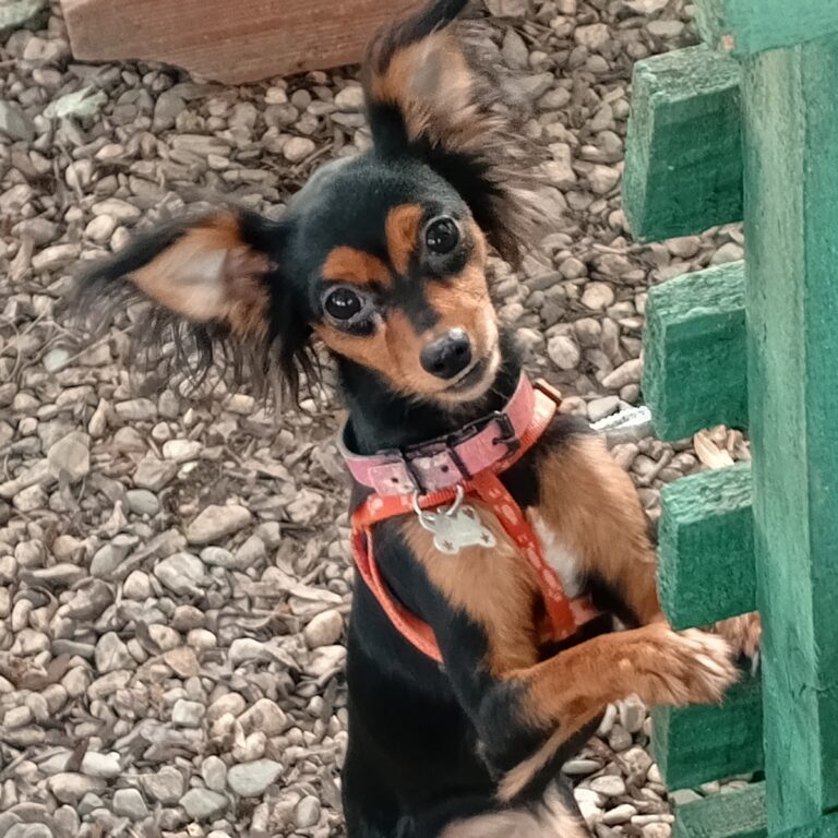 Haru