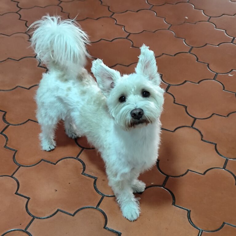 Pascual