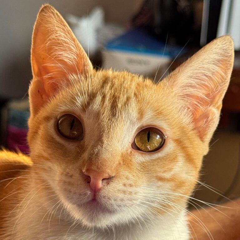Stella