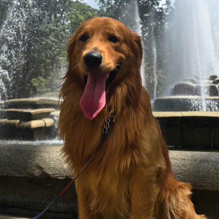 Simba