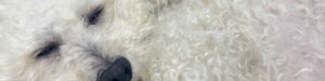 PetMax