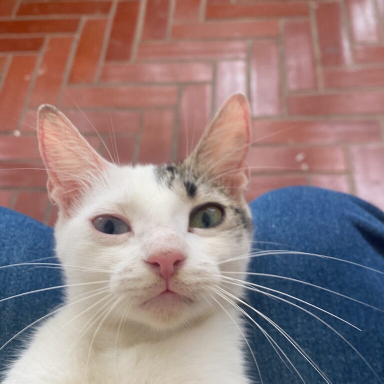 Pedrito
