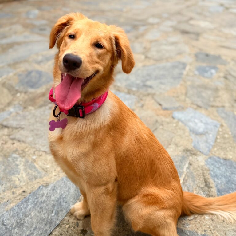 Kiara