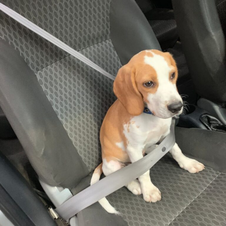 Cooper