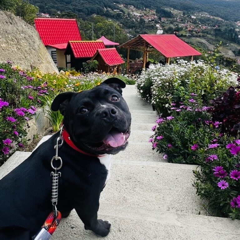 ROKO